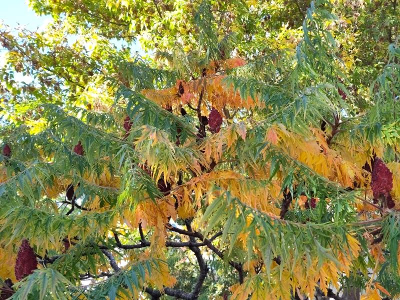 Der Essigbaum Tiger Eyes Anfang Oktober