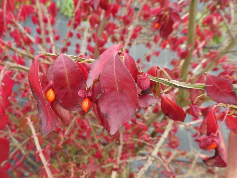 Vingbenved, Euonymus alatus