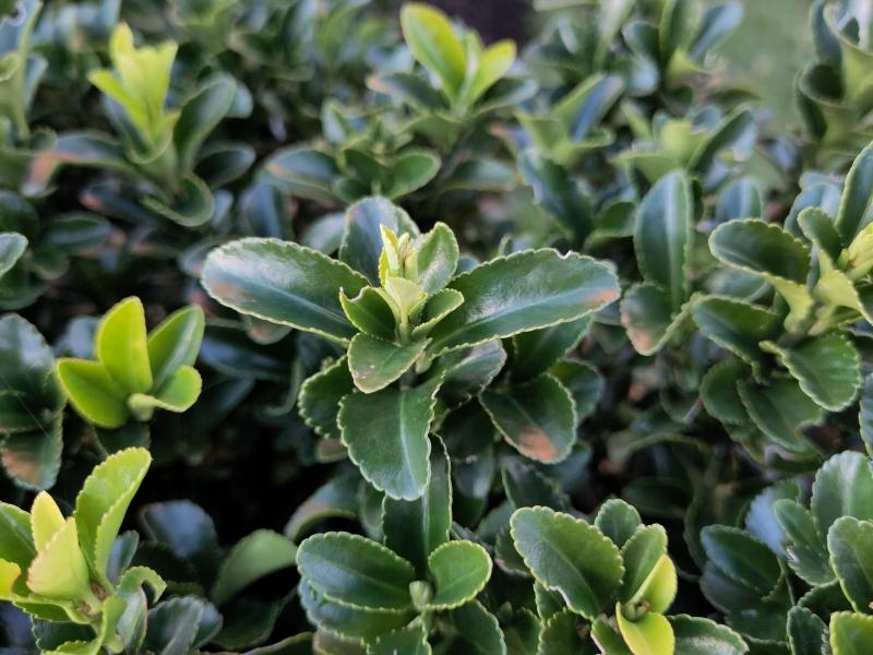 Japansk benved Green Rocket, Euonymus japonicus Green Rocket