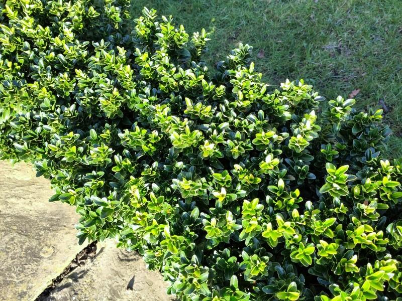 Japansk benved Green Rocket, Euonymus japonicus Green Rocket