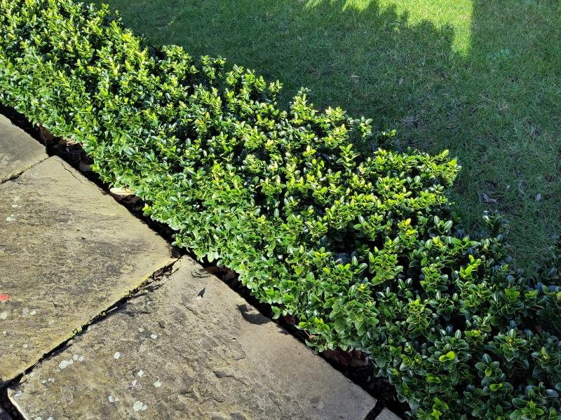 Japansk benved Green Rocket, Euonymus japonicus Green Rocket