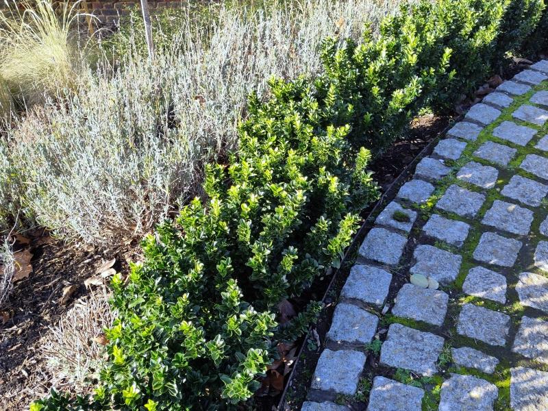 Japansk benved Green Rocket, Euonymus japonicus Green Rocket