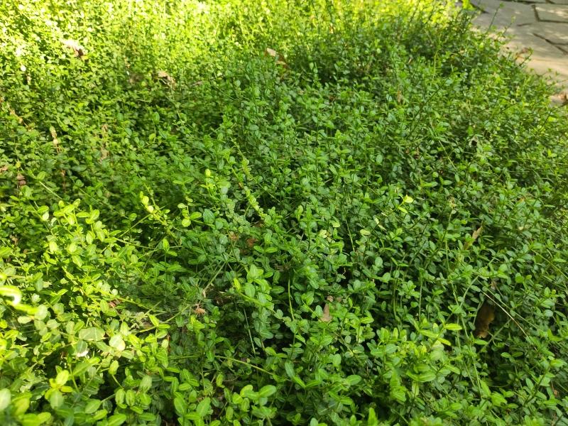 Hübscher immergrüner Bodendecker Euonymus fortunei Minimus