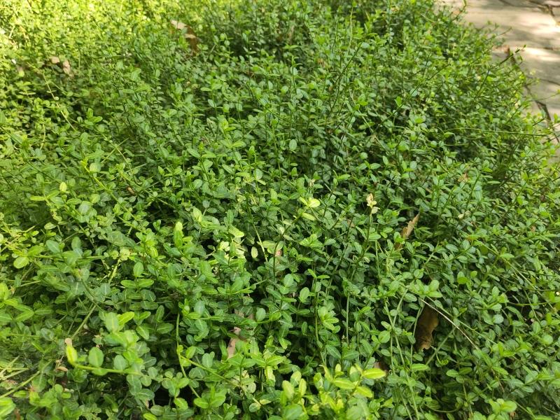 Flächig wachsender Teppich-Zwergspindelstrauch