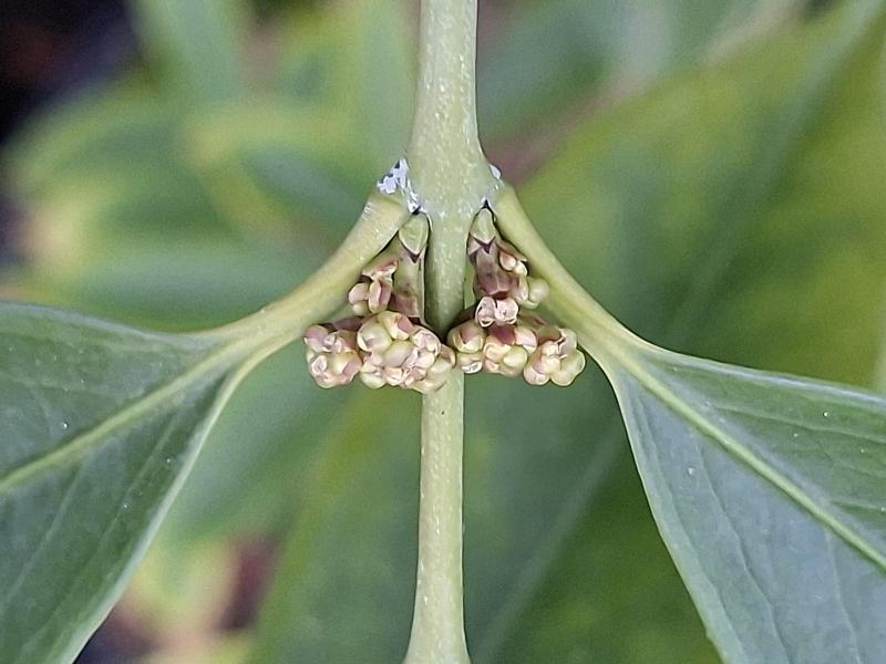 Gelbfruchtiger Spindelstrauch - Knospen