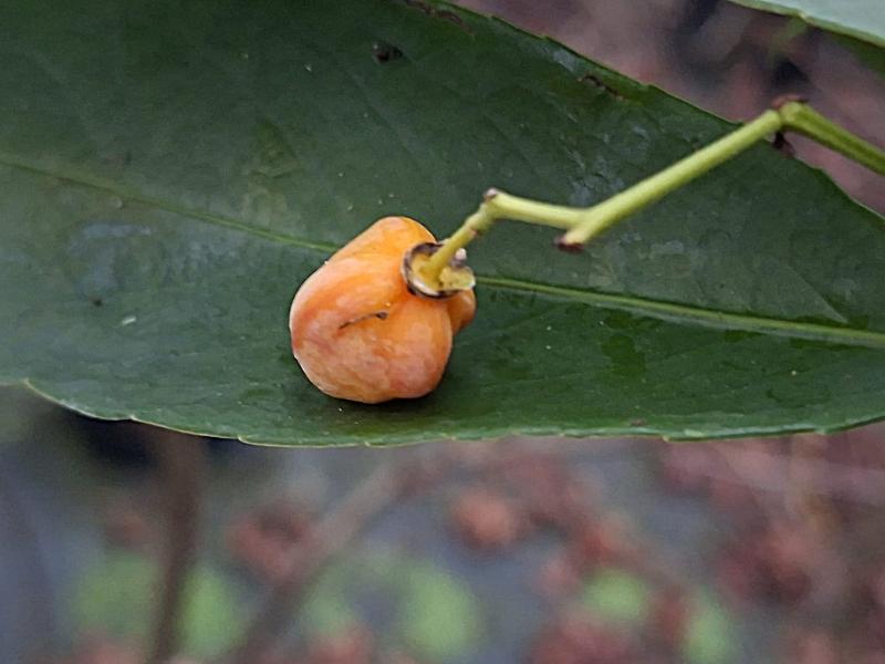 Gelbfruchtiger Spindelstrauch - Frucht