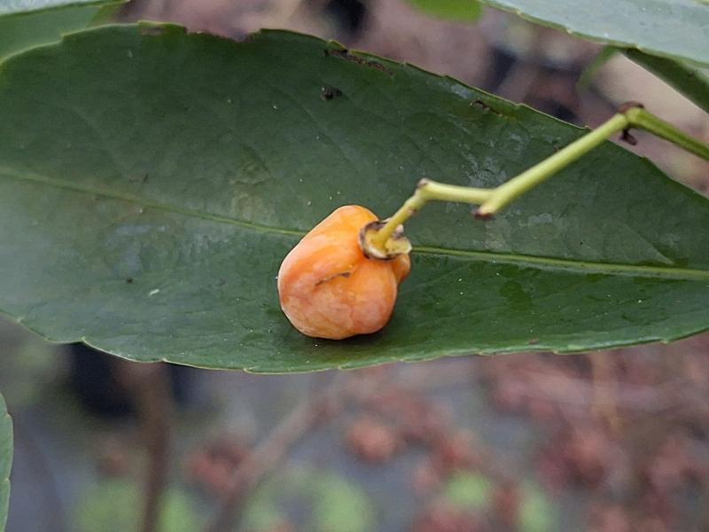 Euonymus wilsonii, Wilsons benved