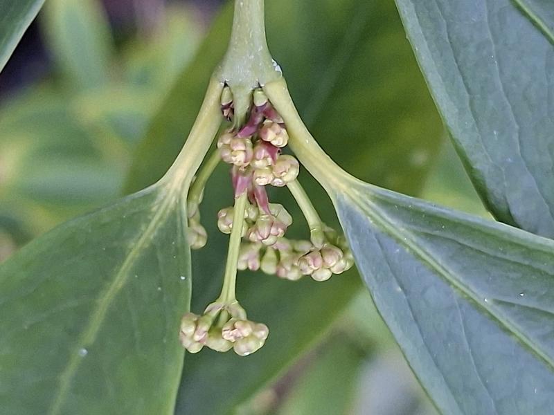 Euonymus wilsonii, Wilsons benved