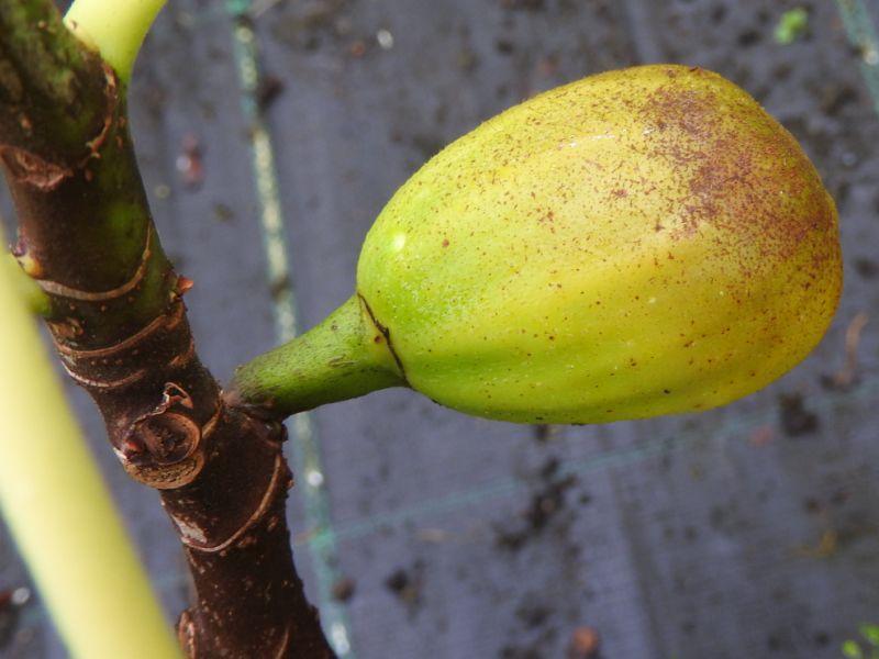 Heranwachsende Frucht der Ficus carica Bornholms Diamant
