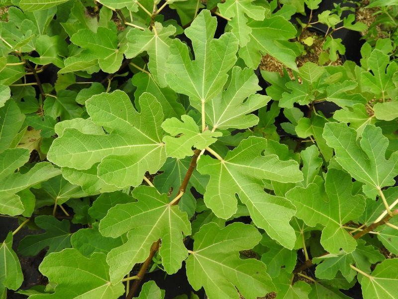 Ficus carica Desert King