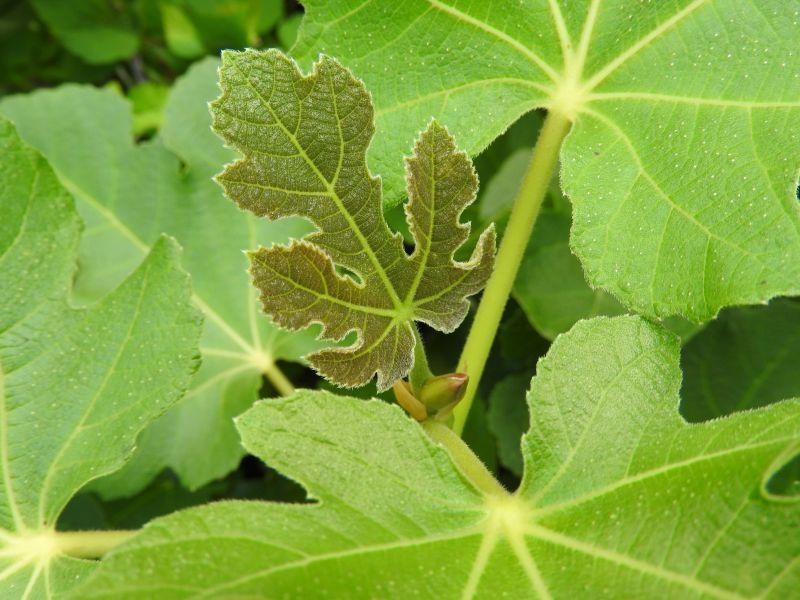 Ficus carica Madeleine des deux Saisons
