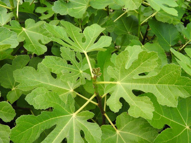 Ficus carica Madeleine des deux Saisons