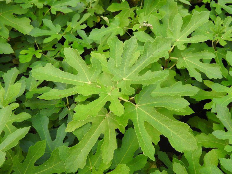 Ficus carica Osborn Prolific