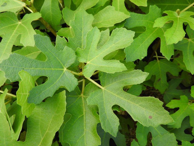 Ficus carica Osborn Prolific