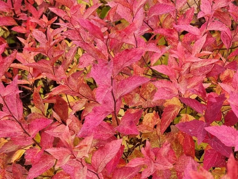 Im Herbst färben sich die Blätter der Spiere Firelight rot.