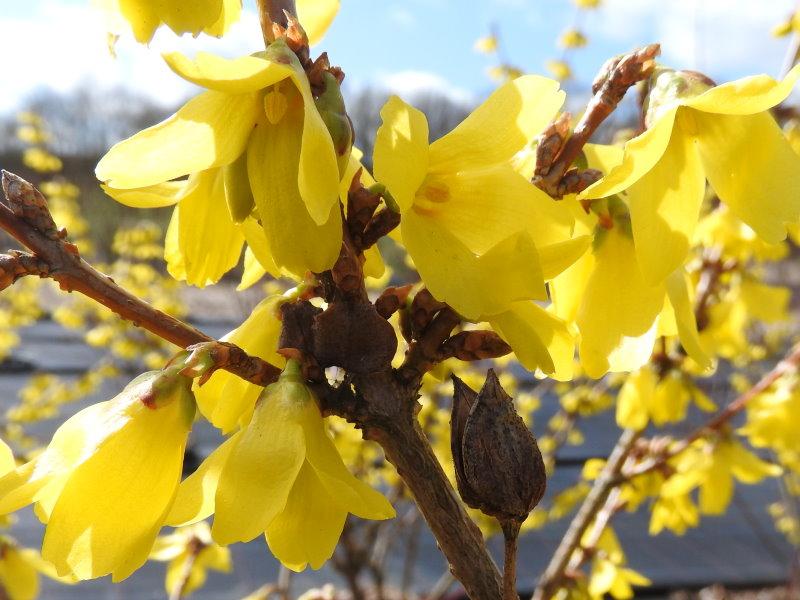 Bienenfreundliche Blüten der Forsythia Beatrix Farrand