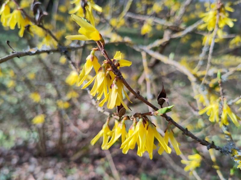 Europäische Forsythie mit gelben Blüten