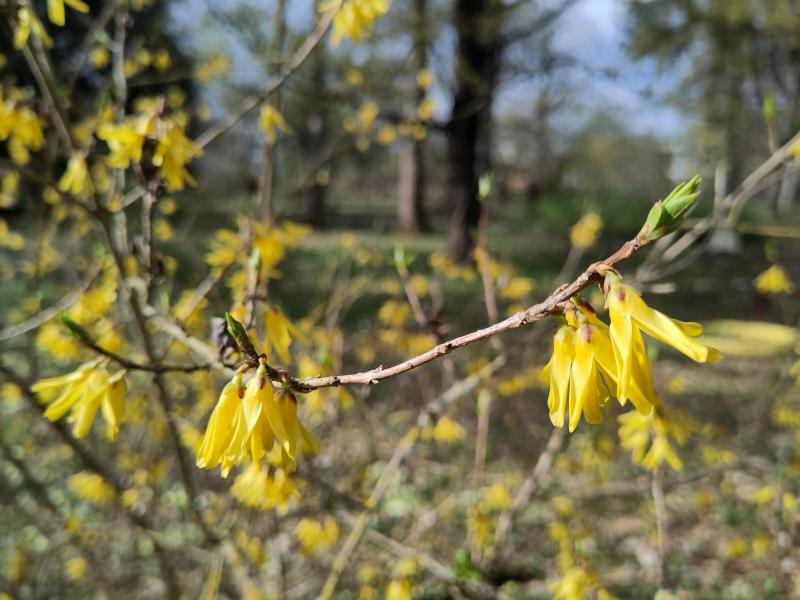 Gelber Frühblüher: die Europäische Forsythie