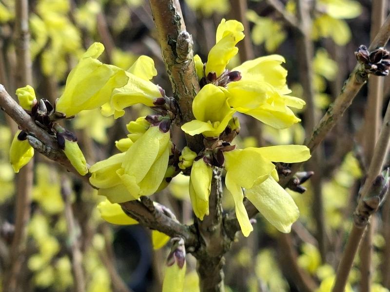 Gelbblühender Strauch Mandschurische Forsythie