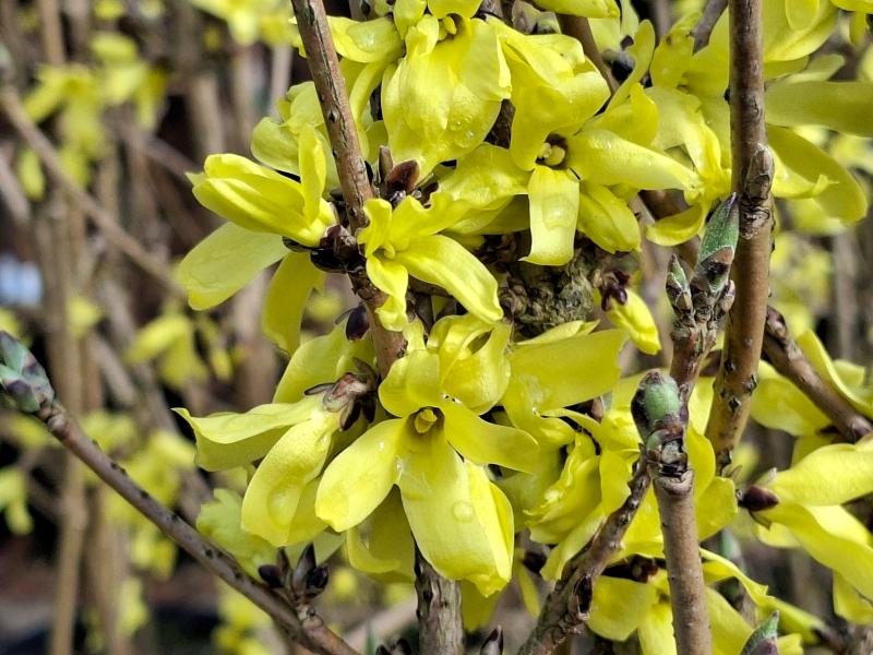 Gelbe Blüten der Forsythia mandshurica