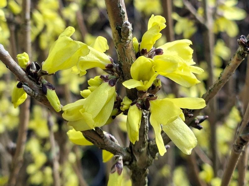 Gelbblühender Frühblüher Mandschurische Forsythie