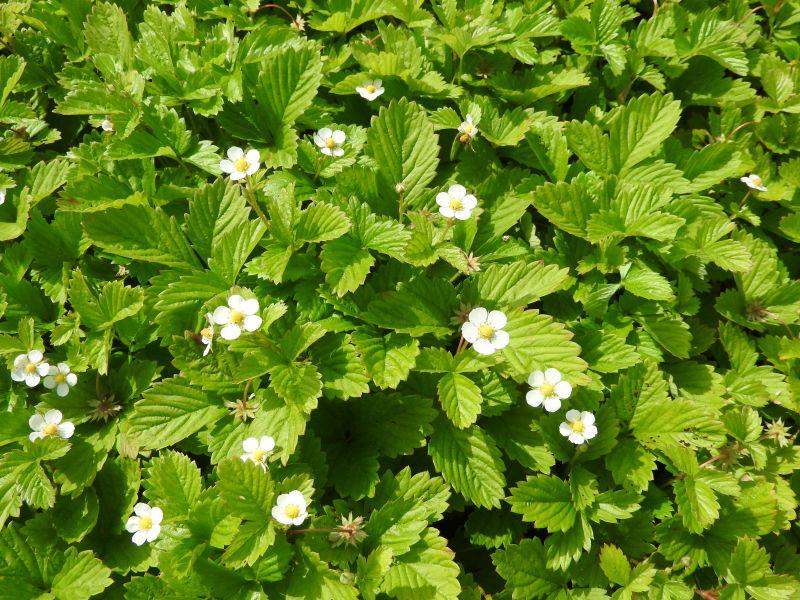 .Fragaria vesca var. semperfl. Alexandria