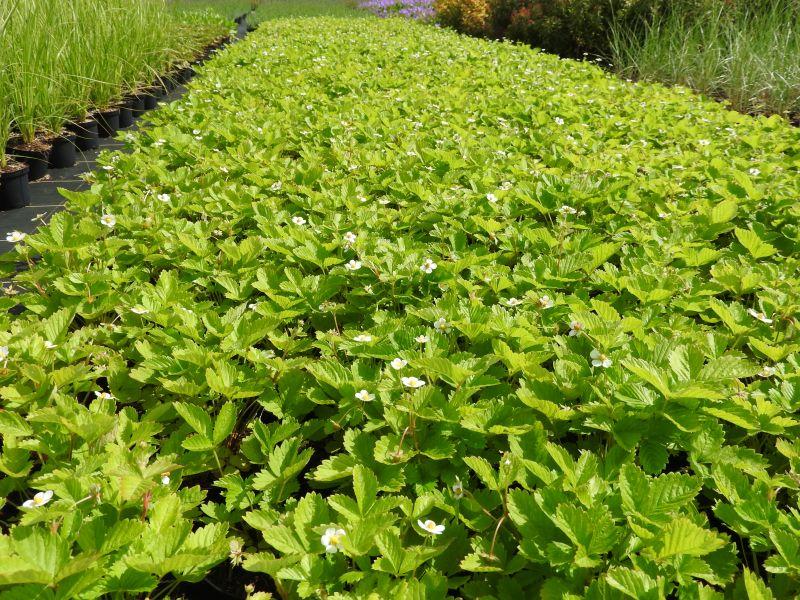 .Fragaria vesca var. semperfl. Alexandria