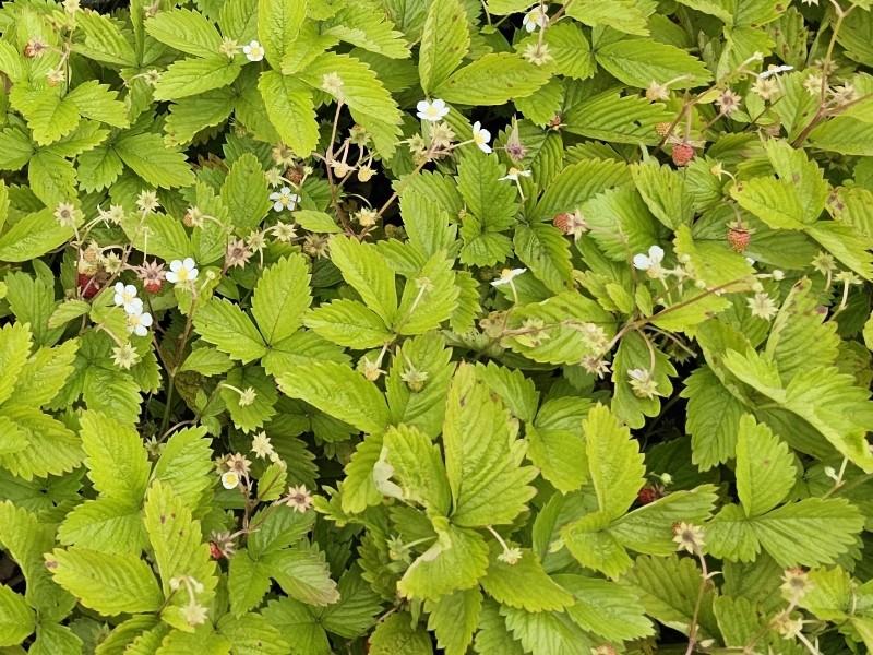 Smultron Alexandria, Fragaria vesca var. semperflorens Alexandria