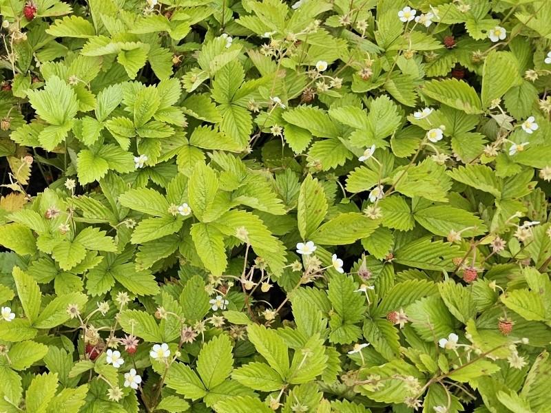 Smultron Alexandria, Fragaria vesca var. semperflorens Alexandria