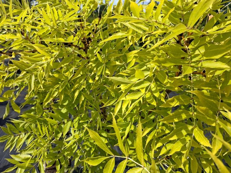 Gyllene Ask Allgold, Fraxinus excelsior Allgold