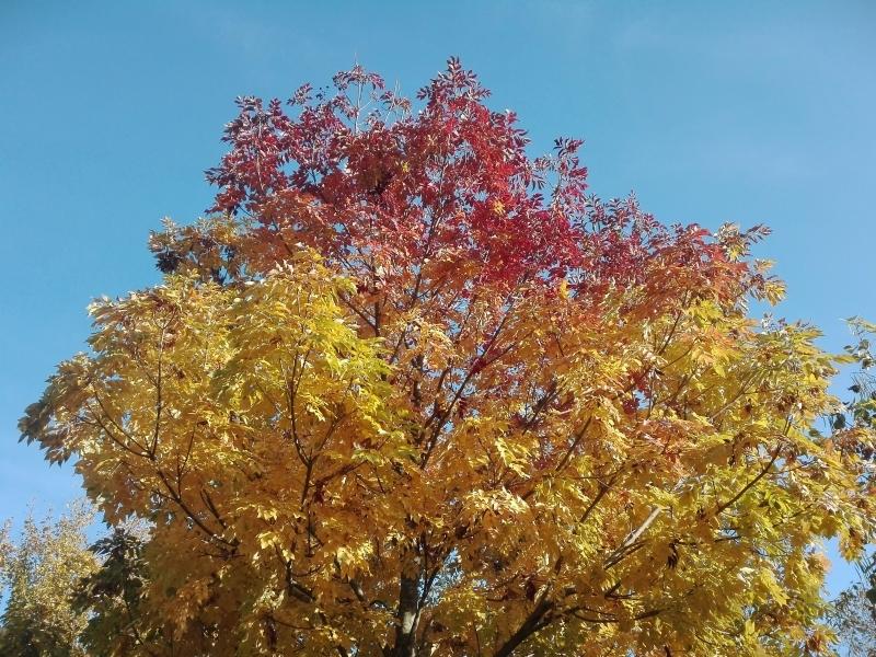 Bunte Herbstfärbung - Blumenesche