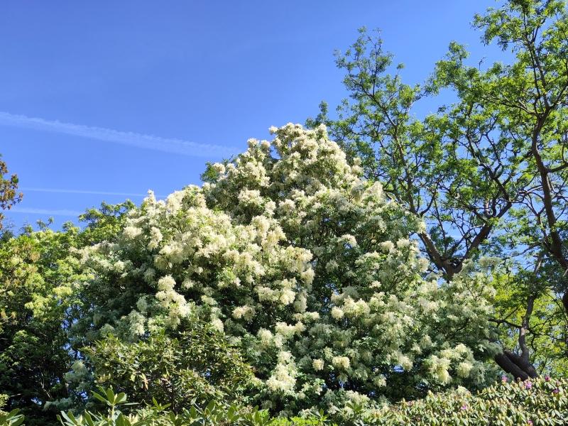 Blumenesche in voller Blüte