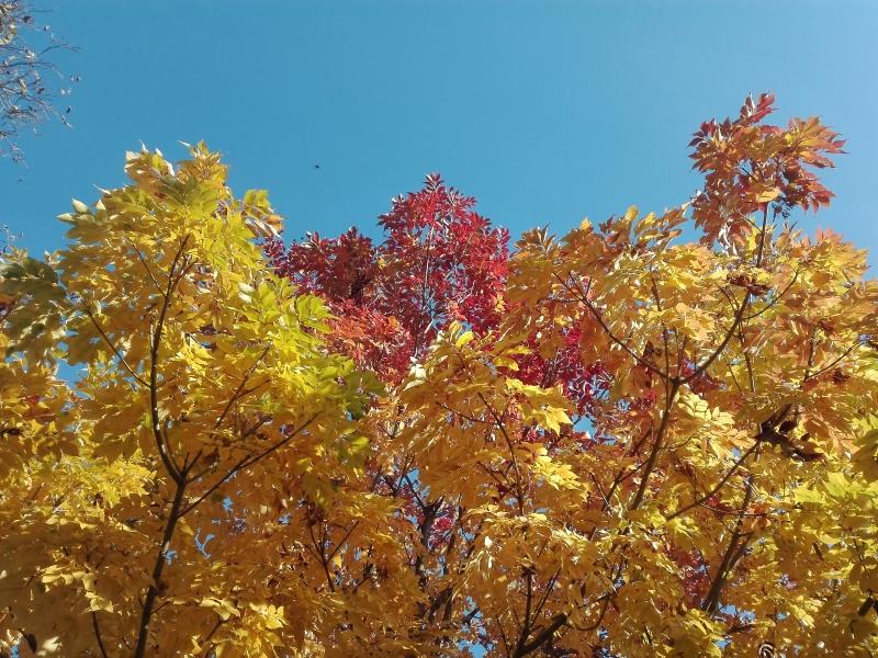 Rot-gelbe Herbstfärbung der Blumenesche