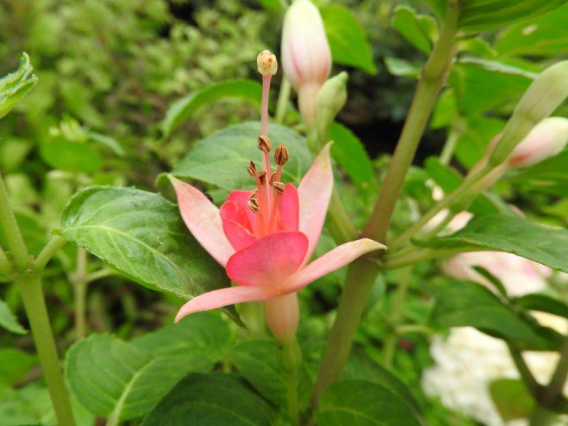 Fuchsia Walz Jubelteen