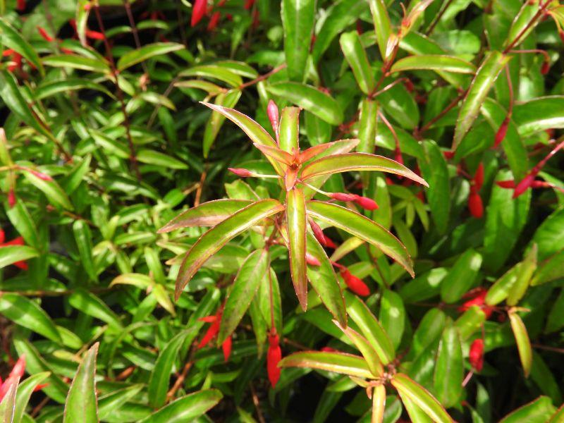 Fuchsia hatschbachii