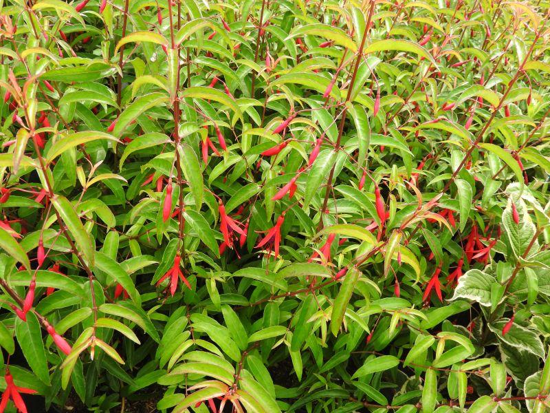 Fuchsia hatschbachii