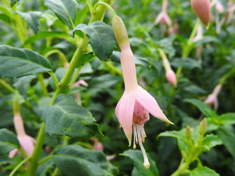 Fuchsia magellanica White Knights Pearl