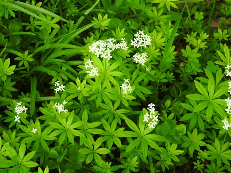 Weißblühender Waldmeister im Mai