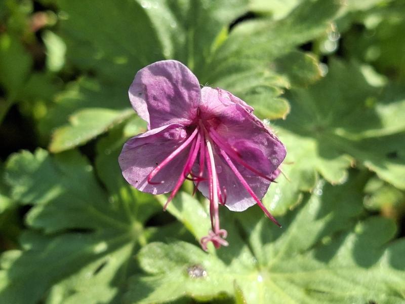 Flocknäva Bevan's Variety, Geranium macrorrhizum Bevan's Variety