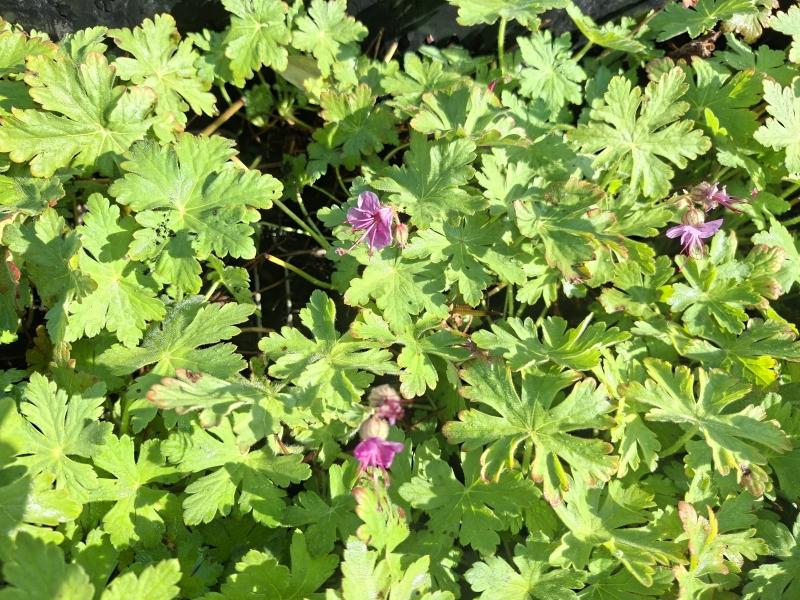 Flocknäva Bevan's Variety, Geranium macrorrhizum Bevan's Variety