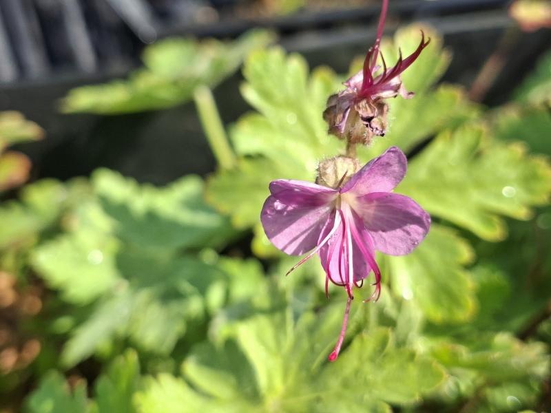 Flocknäva Bevan's Variety, Geranium macrorrhizum Bevan's Variety