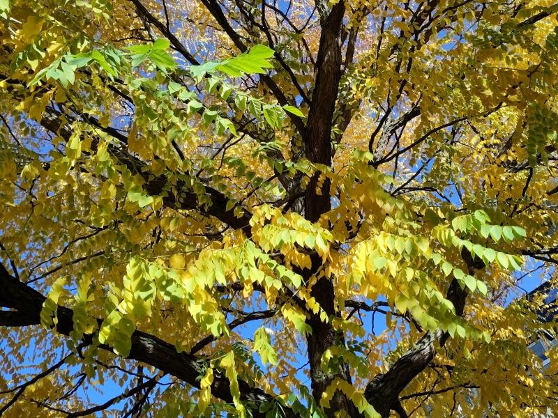 Der Geweihbaum im Oktober