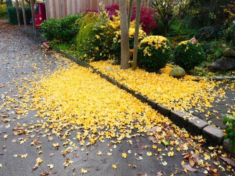 Leuchtend gelbe Blätter des Ginkgo Mariken