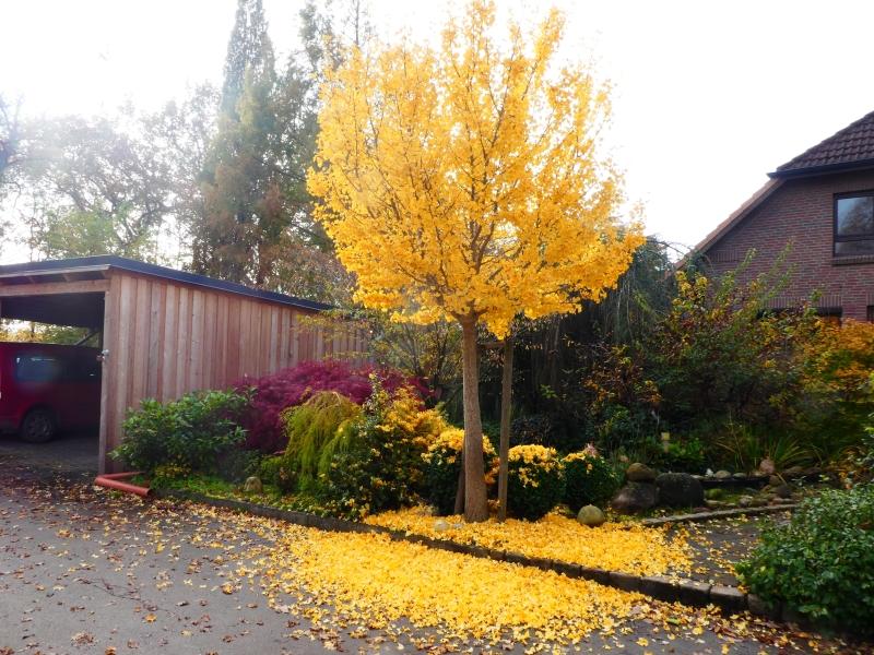 Leuchtendes Gelb im Herbst - Kugelginkgo