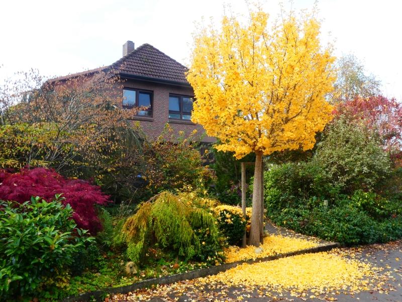 Der Ginkgo Mariken hat einen gelben Laubteppich ausgebreitet.