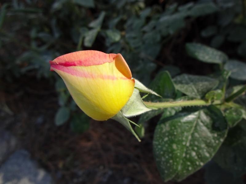 Rosa Gloria Dei / Rosa Peace