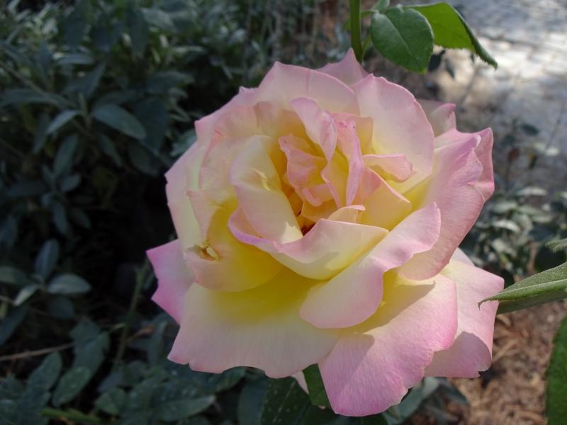 Rosa Gloria Dei / Rosa Peace