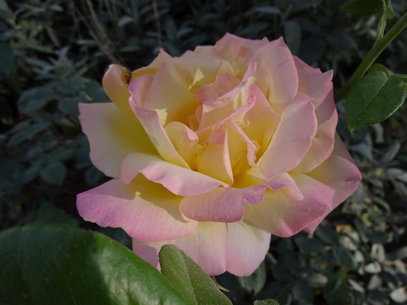 Rosa Gloria Dei / Rosa Peace