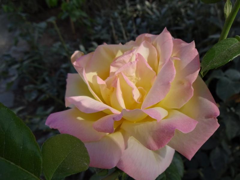 Rosa Gloria Dei / Rosa Peace