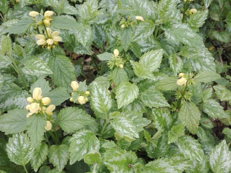 Die Goldnessel hat weißbuntes Laub und gelbe Blüten.